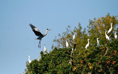 Aigrette