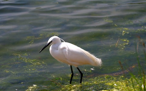 Aigrette