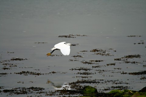 Aigrette