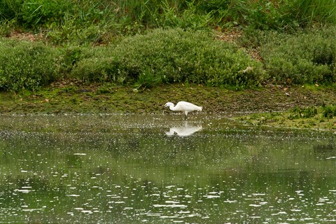 Aigrette