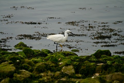Aigrette