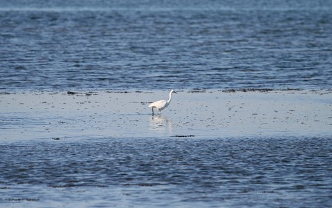 Aigrette