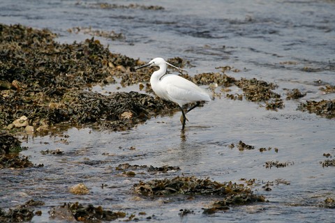 Aigrette