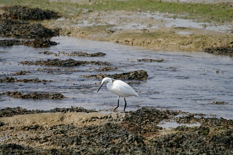 Aigrette