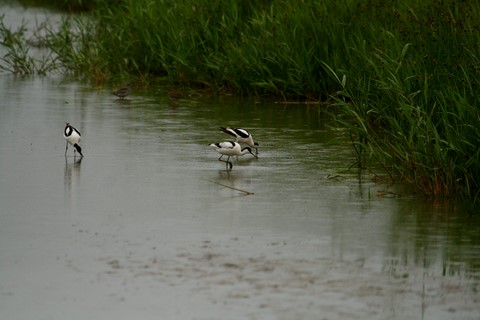 ​Avocette Nord Folk 