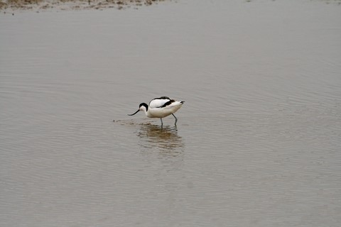 ​Avocette Nord Folk 