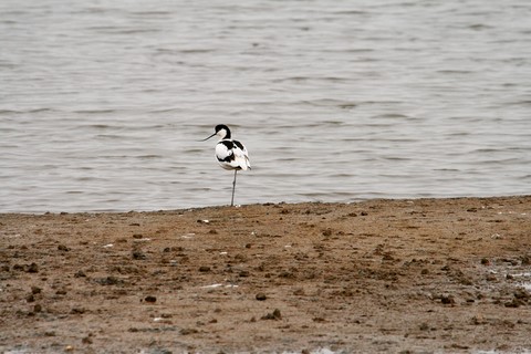 ​Avocette Nord Folk 