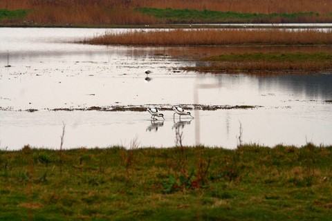 ​Avocette Nord Folk 