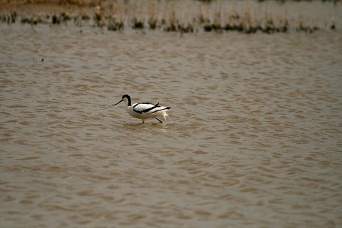 ​Avocette Nord Folk 
