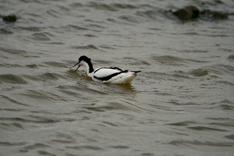 ​Avocette Nord Folk 