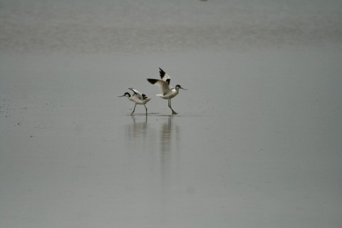 ​Avocette Nord Folk