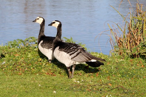 Barnacle Goose
