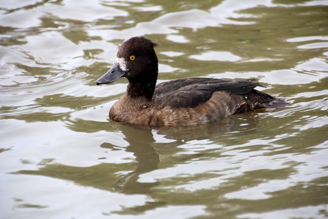 ​Barnacle Goose