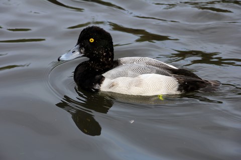 ​Barnacle Goose