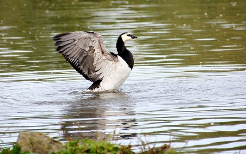 ​Barnacle Goose