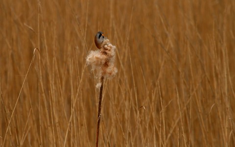 ​Bearded tits, Cley, Norfolk