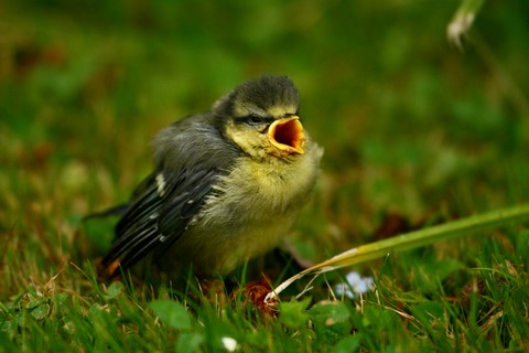 Bébé Mésange
