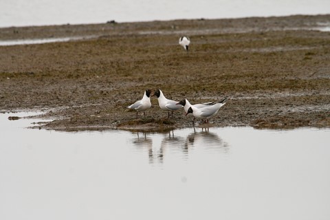 Mouette Rieuse