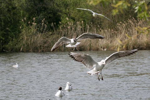 Mouette Rieuse 