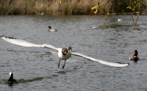 Mouette Rieuse