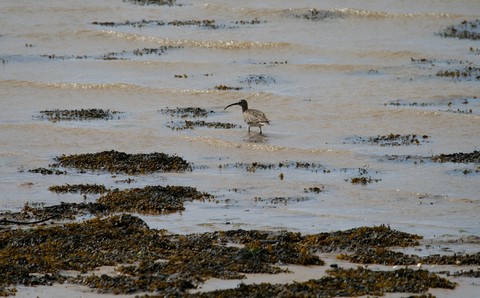 Mouette Rieuse