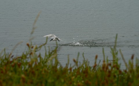 Mouette Rieuse 