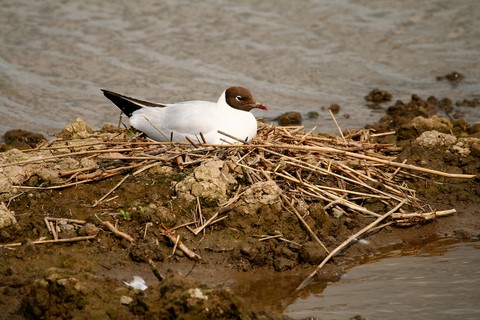 Mouette Rieuse