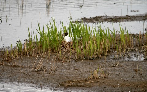Mouette Rieuse 