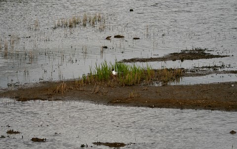 Mouette Rieuse 
