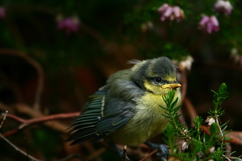 ​Bébé Mésange