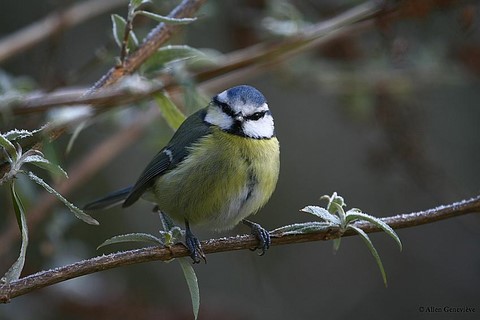 Mésange Bleu