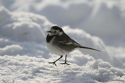 ​Bergeronnette Grise