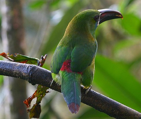 ​Toucanet à Croupion Rouge