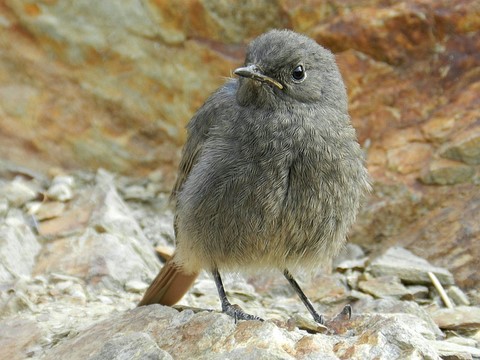Moineau