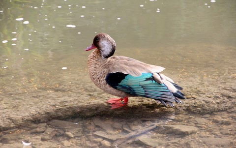 Canard Brésilien
