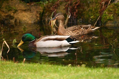 Canard col vert male devant