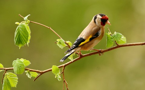 Chardonneret