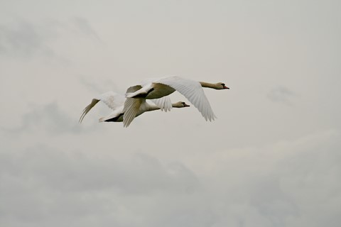 Cygne