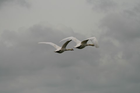 Cygne