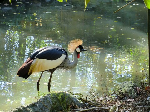 Grue Demoiselle
