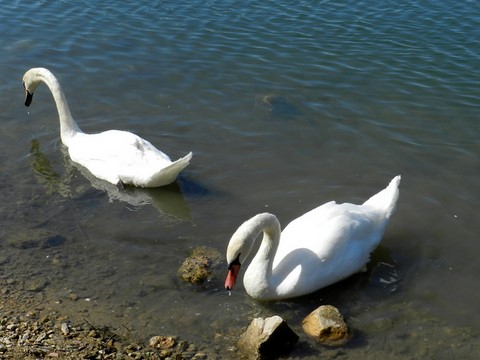 Cygnes Male - Femelle