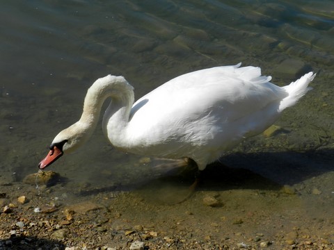 Cygne