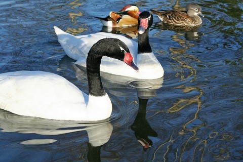 Cygne Noir