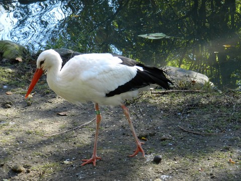 Cygogne  