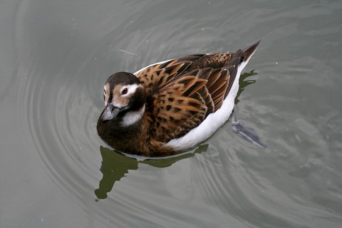 Eurasian Common Scooter Femelle