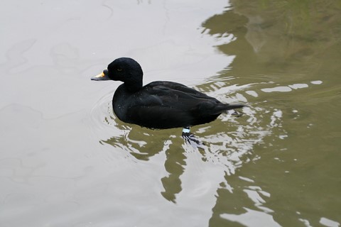 Eurasian Common Scooter Femelle