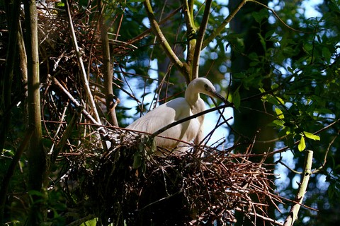 Aigrette