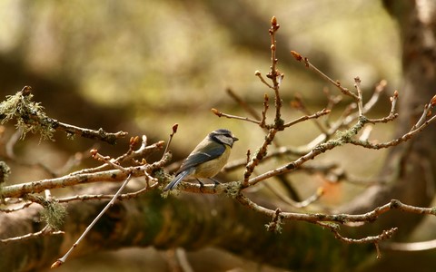 Mésange Bleu 