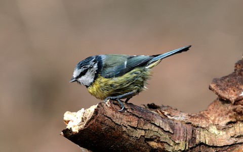 Mésange Bleu 