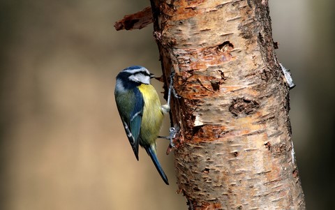 Mésange Bleu